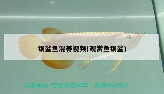 銀鯊魚混養視頻(觀賞魚銀鯊)（銀鯊魚和什么魚混養）