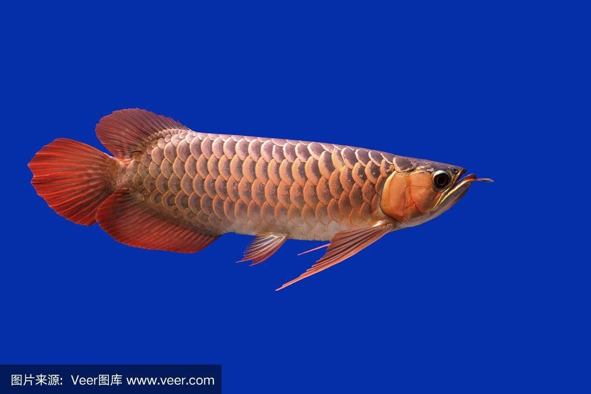 武寧哪個水族館龍魚好？祥龍魚場龍魚（武寧水族館中祥龍魚場是全球知名的龍魚養殖企業）