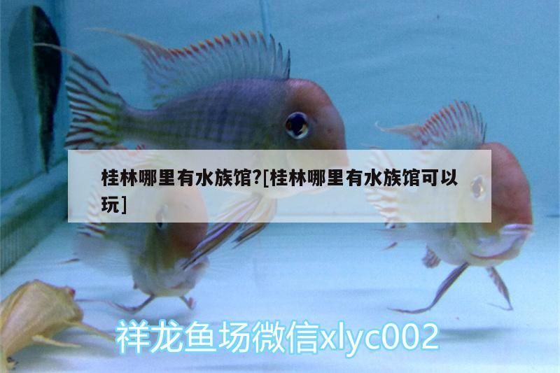 <strong><mark>桂林</mark></strong>哪里有水族館?[<strong><mark>桂林</mark></strong>哪里有水族館可以玩]
