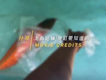 如何訓練龍魚不跳缸