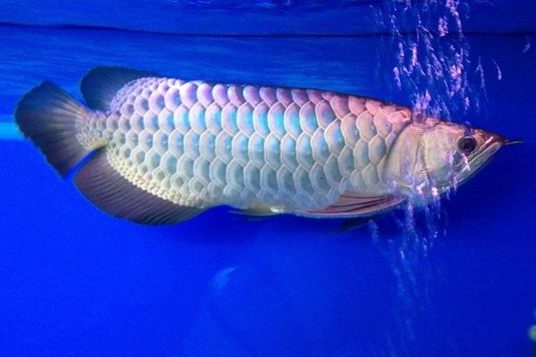 如何找到高清金龍魚圖片