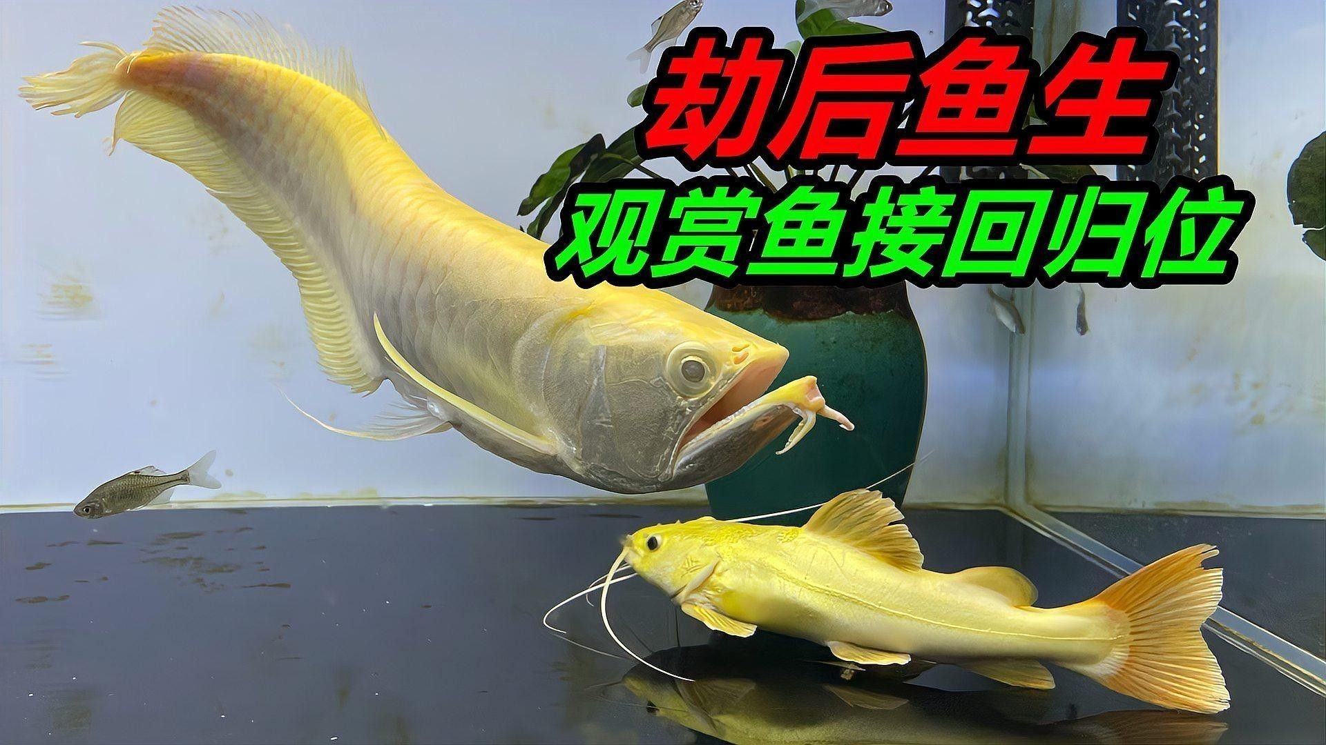 黃龍魚有哪些品種？（東莞科萊博實驗室設備有限公司黃龍魚品種有哪些）