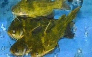 黃龍魚有哪些品種？（東莞科萊博實驗室設備有限公司黃龍魚品種有哪些）