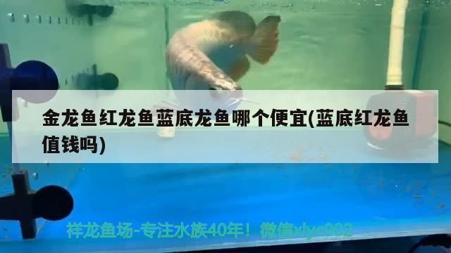 金龍魚紅龍魚藍底龍魚哪個便宜(藍底紅龍魚值錢嗎)（金龍魚紅龍魚紅龍魚哪個便宜和藍底紅龍魚值錢嗎）