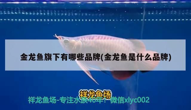 金龍魚紅龍魚藍(lán)底龍魚哪個便宜(藍(lán)底紅龍魚值錢嗎)（金龍魚紅龍魚紅龍魚哪個便宜和藍(lán)底紅龍魚值錢嗎）