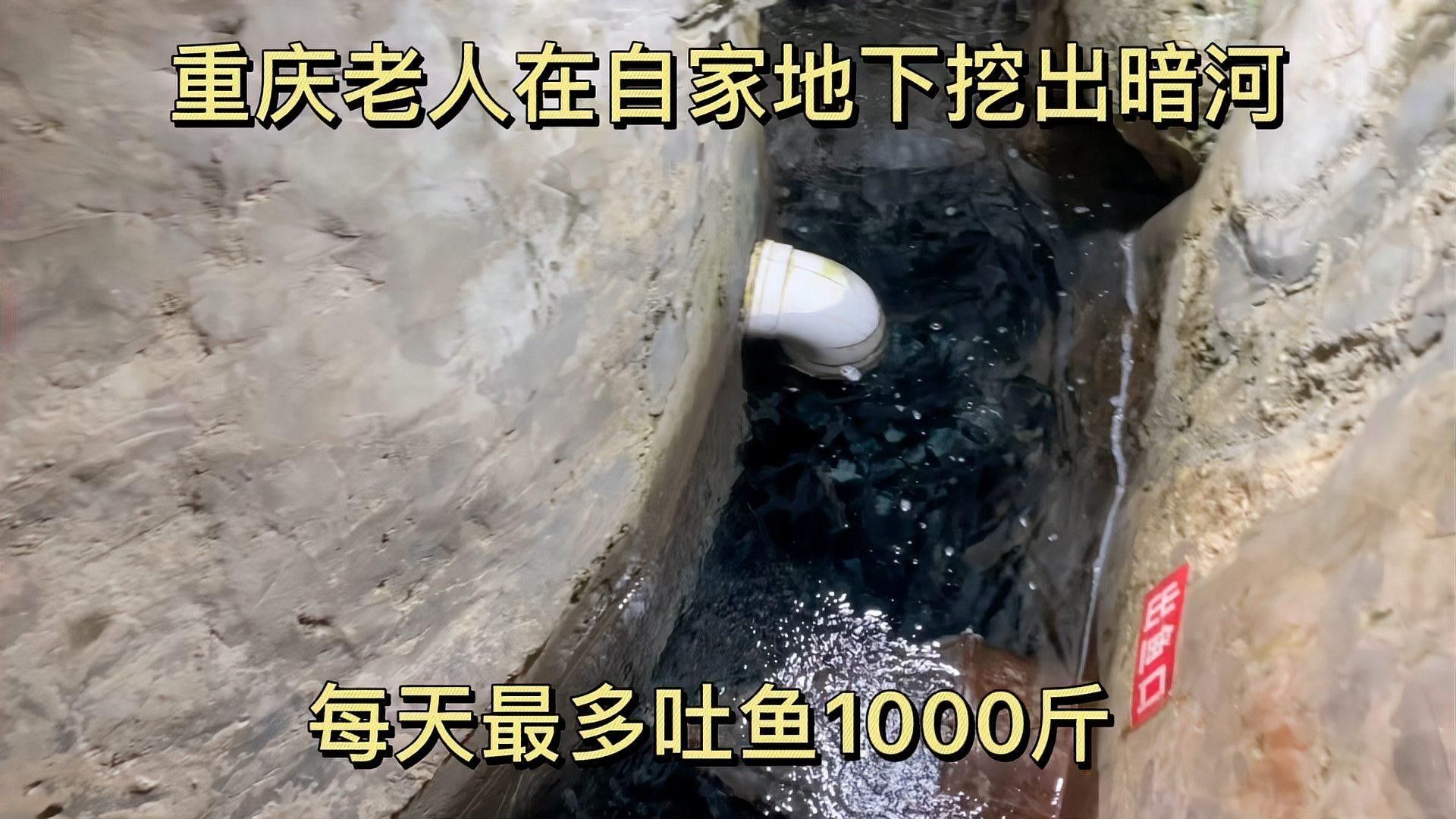 如何拍攝藍龍魚？（拍攝藍龍魚的基本技巧和注意事項）
