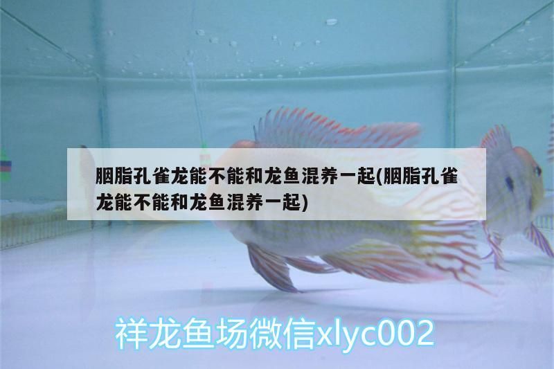 胭脂孔雀龍能不能和龍魚混養一起(胭脂孔雀龍能不能和龍魚混養一起) 胭脂孔雀龍能不能和龍魚混養一起(胭脂孔雀龍能不能和龍魚混養一起) 觀賞魚百科