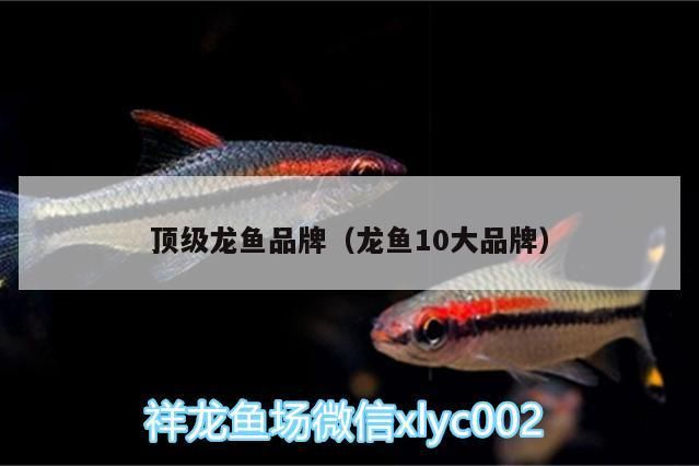 頂級龍魚品牌（龍魚10大品牌）（頂級龍魚10大品牌）