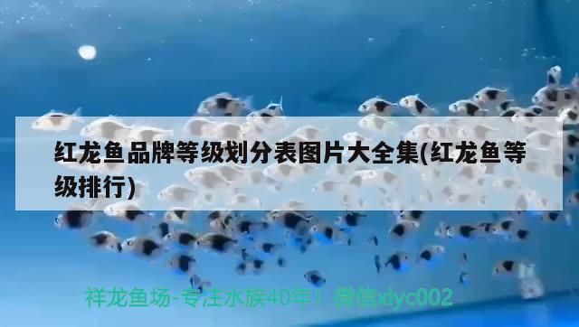 寵物金龍魚多少錢一條價(jià)格(金龍魚多少錢一條啊)（寵物金龍魚多少錢一條）