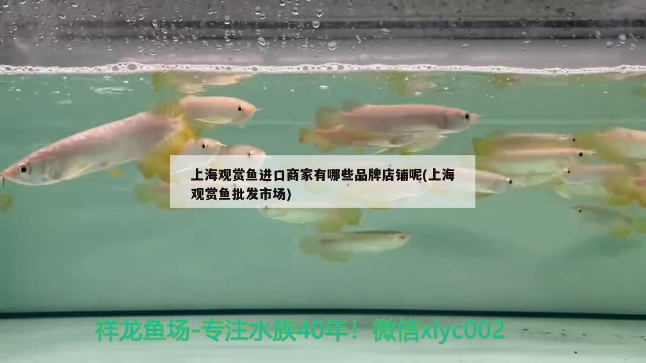 上海觀賞魚進口商家有哪些品牌店鋪呢(上海觀賞魚批發市場)