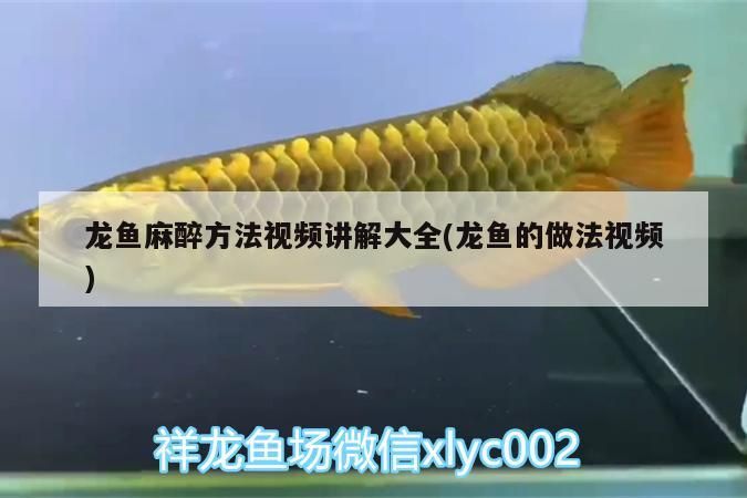 龍魚麻醉方法視頻講解大全(龍魚的做法視頻)（關(guān)于龍魚的麻醉方法）