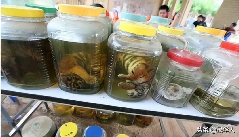 泰虎怎么樣養才能長大：養泰虎需要注意以下幾個方面