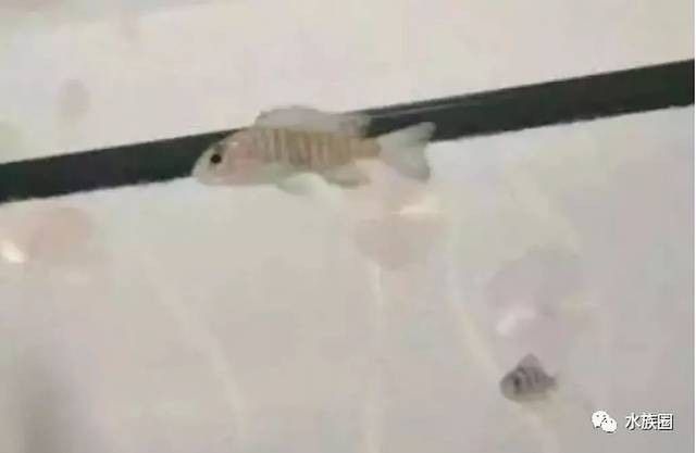 感染內寄生蟲后龍魚能自愈嗎（龍魚得了內寄生蟲會自愈嗎）