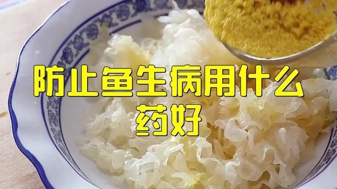 如何預防龍魚和魟魚的疾病（如何預防龍魚和魟魚患上疾病）