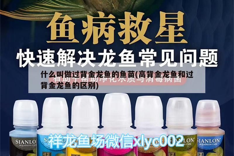 什么叫做過背金龍魚的魚苗(高背金龍魚和過背金龍魚的區別)（背金龍魚和過背金龍魚的區別）