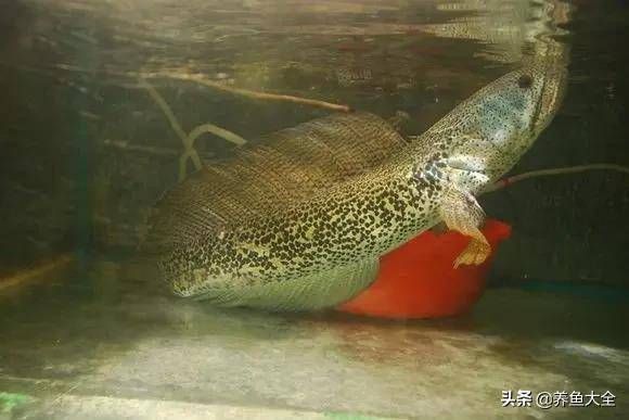 龍魚等級品種排行圖片（龍魚等級品種排行圖片大全）（紅龍魚的品種排行：紅龍魚、紅龍魚、黑龍魚等級的龍魚品種排行） 龍魚等級品種排行圖片（龍魚等級品種排行圖片大全）（紅龍魚的品種排行：紅龍魚、紅龍魚、黑龍魚等級的龍魚品種排行） 觀賞魚百科
