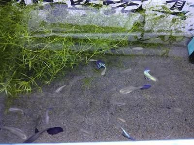 濟寧龍魚魚場（濟寧龍魚魚場位于哪里？）