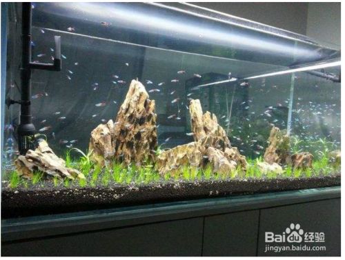 紅龍魚壁紙豎屏圖片大全（紅龍魚壁紙豎屏圖片大全-豎屏圖片大全）