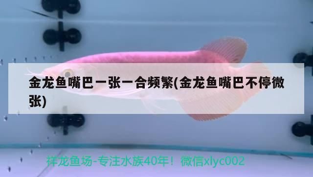 金龍魚嘴巴一張一合頻繁(金龍魚嘴巴不停微張)