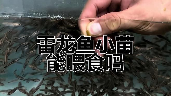 巴卡雷龍多大開始吃飼料（巴卡雷龍多大開始吃飼料的問題巴卡雷龍多大開始吃飼料）