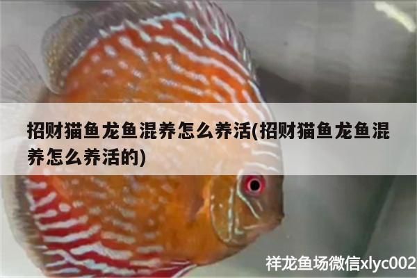 招財貓魚龍魚混養怎么養活(招財貓魚龍魚混養怎么養活的)