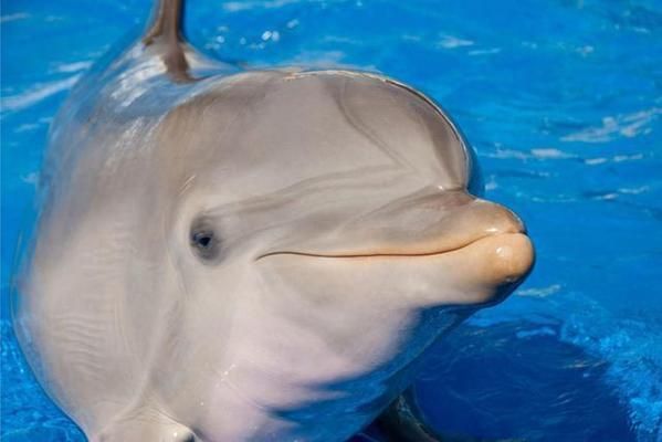 20公分龍魚喂什么比較好：關于龍魚的問題