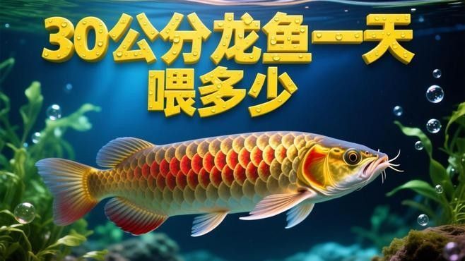 龍魚的最佳喂食量是多少（龍魚的最佳喂養(yǎng)方法）