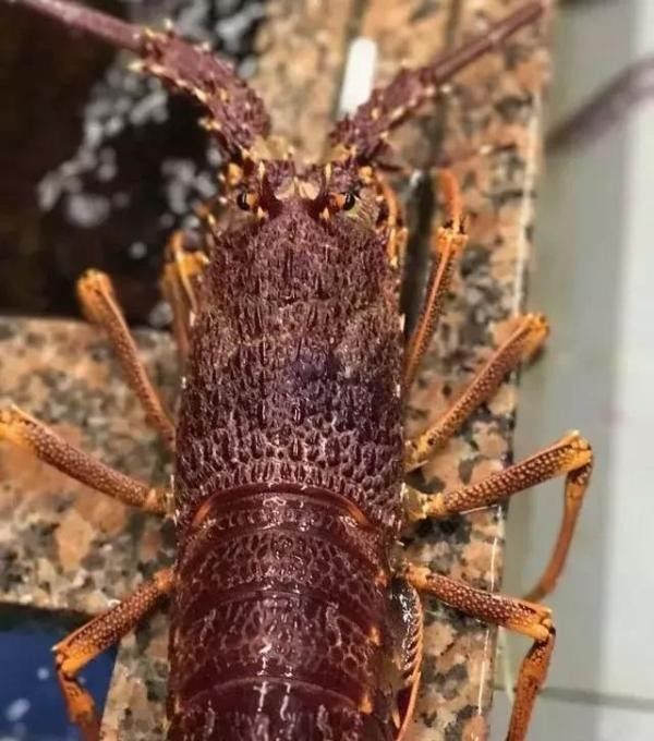 紅龍和澳龍哪個更受歡迎（全球十大龍蝦排名紅龍和澳龍哪個更適合家庭聚餐）