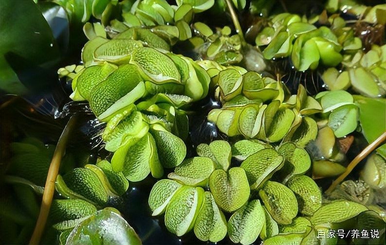 曼龍魚會吃哪些水草？（養(yǎng)魚說曼龍魚適合什么）