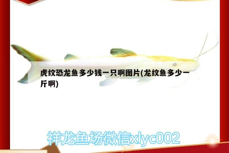 虎紋恐龍魚多少錢一只啊圖片(龍紋魚多少一斤啊)（歷史上最貴的一條虎紋恐龍王魚多少錢一只虎紋恐龍魚多少錢一只）