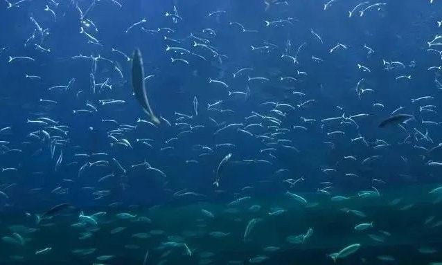 樂至哪個(gè)水族館龍魚好？祥龍魚場(chǎng)龍魚（樂至祥龍魚場(chǎng)有哪些龍魚品種及龍魚常見品種介紹）
