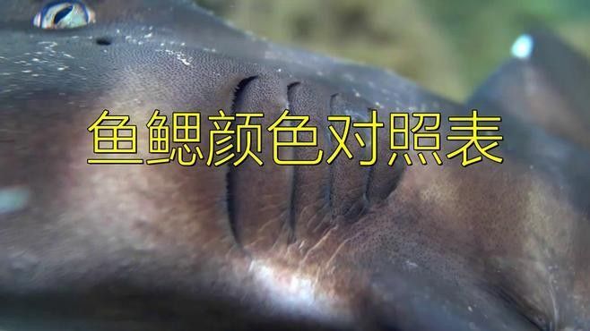 如何判斷號半龍魚是否健康（龍魚健康的半龍魚的健康狀況是健康的關鍵指標和方法）