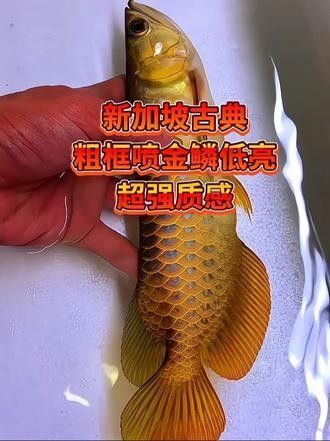 古典藍底過背金龍魚有哪些頂級品相（古典藍底過背金龍魚的品相特征）