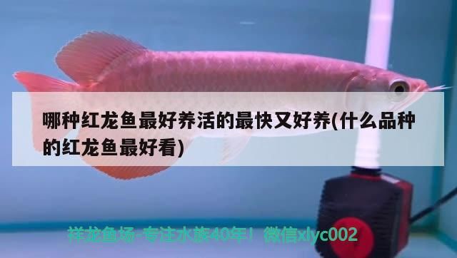 哪種紅龍魚最好養(yǎng)活的最快又好養(yǎng)(什么品種的紅龍魚最好看)（哪種紅龍魚最好養(yǎng)活的最快又好養(yǎng)）