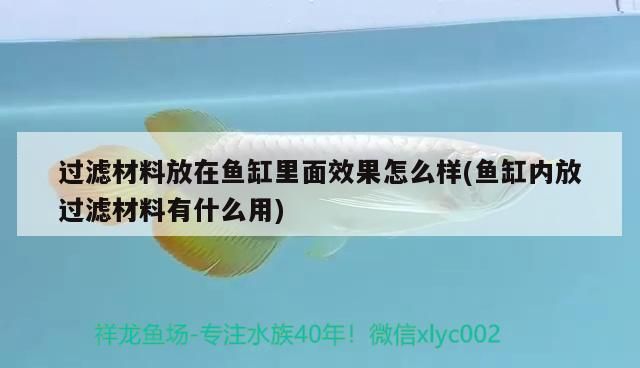 想問(wèn)問(wèn)這條龍魚怎么樣（關(guān)于龍魚的養(yǎng)護(hù)與鑒賞）