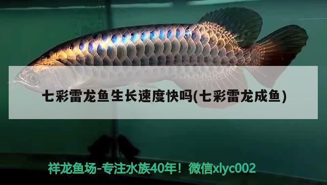 七彩雷龍魚生長速度快嗎(七彩雷龍成魚)（七彩雷龍魚好養嗎，七彩雷龍魚怎么養）