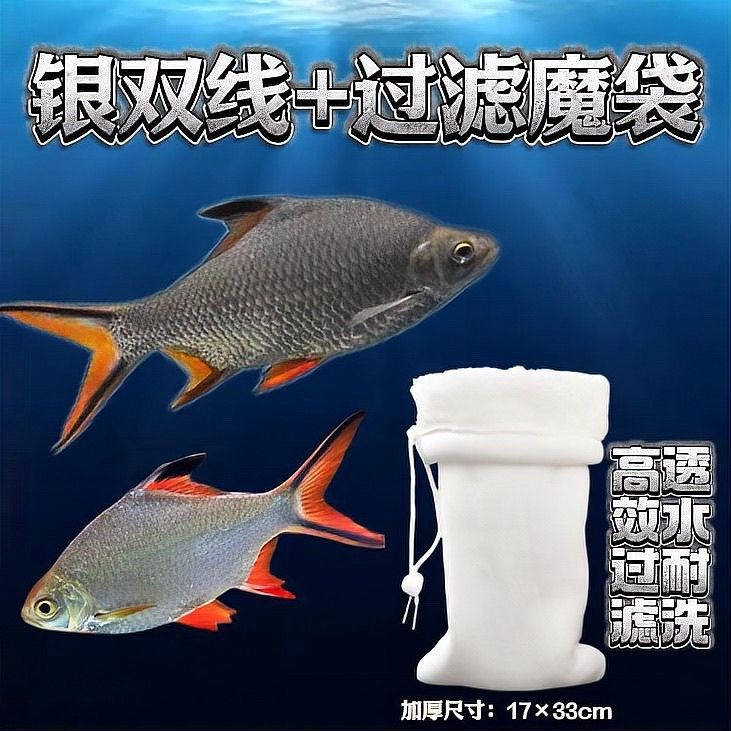 飛鳳魚吸食后會有哪些后果？（飛鳳魚吸食異物可能會引發一系列健康問題）