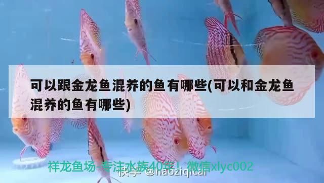 可以跟金龍魚混養的魚有哪些(可以和金龍魚混養的魚有哪些)