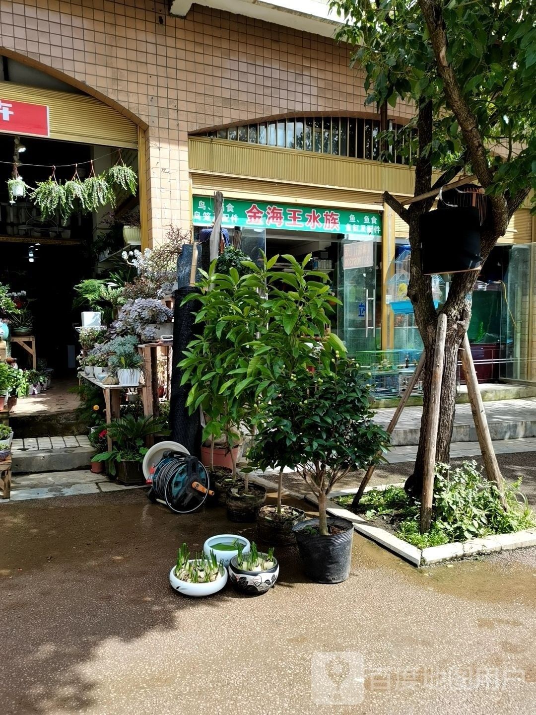 筠連哪個(gè)水族館龍魚好？祥龍魚場(chǎng)龍魚（天津水族批發(fā)市場(chǎng)|祥龍魚場(chǎng)聊城水族館）