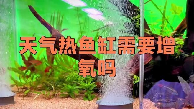 龍魚夏天需要加氧嗎？（80%家庭飼養(yǎng)攻略氧寵博士龍魚飼養(yǎng)攻略）