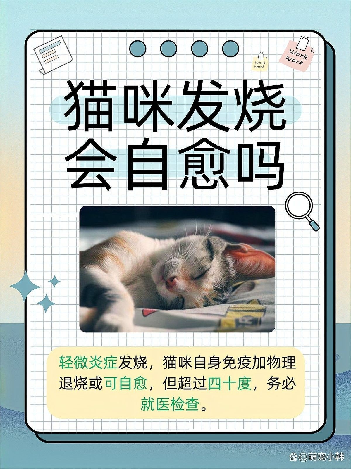 龍貓發燒會自愈嗎？（貓發燒能自愈嗎）
