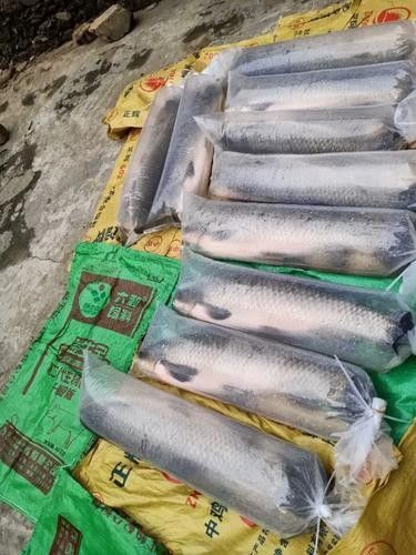 龍魚打包袋的價格范圍（魚打包袋的價格范圍）