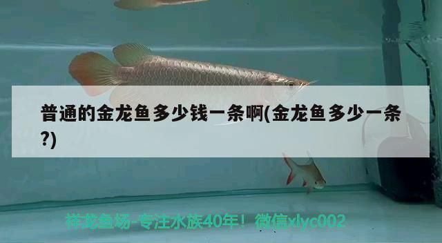 普通的金龍魚多少錢一條啊(金龍魚多少一條?)（普通的金龍魚多少錢一條啊）