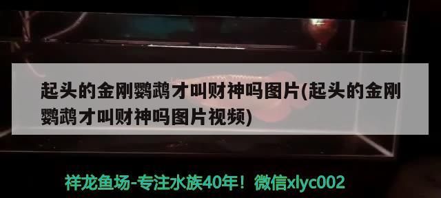 起頭的金剛鸚鵡才叫財(cái)神嗎圖片(起頭的金剛鸚鵡才叫財(cái)神嗎圖片視頻)