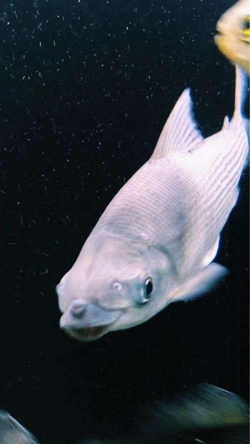 哪種飛鳳魚最好養？（飛鳳魚的飼養指南） 哪種飛鳳魚最好養？（飛鳳魚的飼養指南） 龍魚百科 第13張