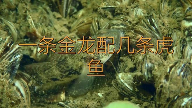 龍魚和虎魚需要多大的魚缸？（龍魚和虎魚混養(yǎng)需要哪些注意事項龍魚和虎魚混養(yǎng)注意事項）