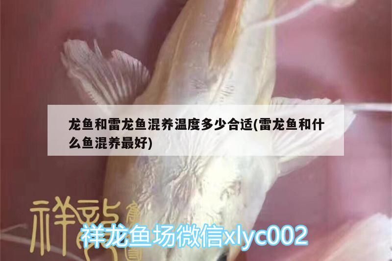 飼料 龍魚和雷龍魚混養溫度多少合適(雷龍魚和什么魚混養最好) 觀賞魚百科 龍魚和雷龍魚混養溫度多少合適(雷龍魚和什么魚混養最好) 龍魚和雷龍魚混養溫度多少合適(雷龍魚和什么魚混養最好) 觀賞魚百科