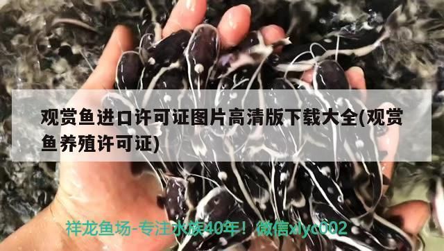 如何改善龍魚的游泳能力（如何提高龍魚游泳速度？）