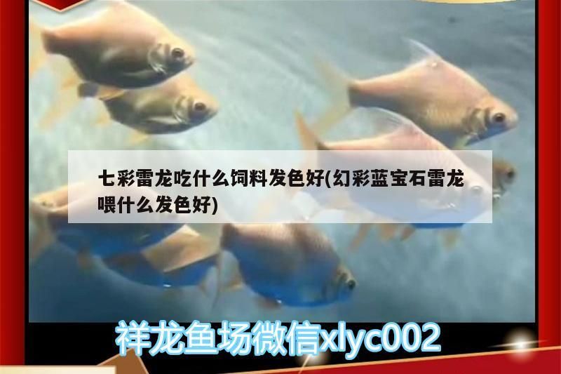 七彩雷龍吃什么飼料發色好(幻彩藍寶石雷龍喂什么發色好)