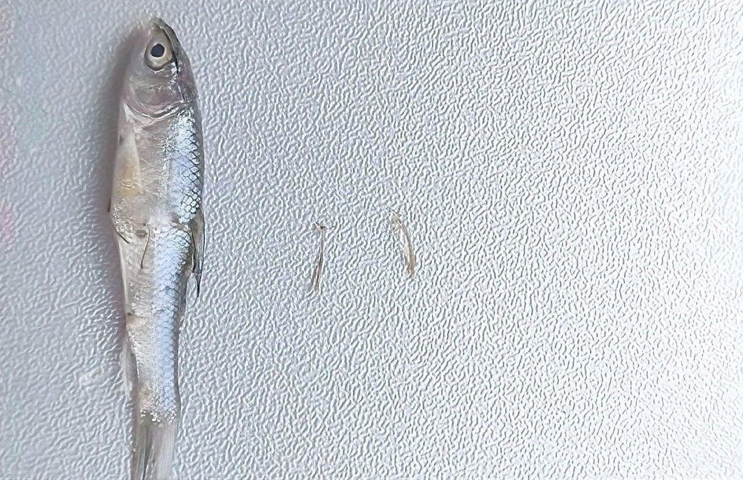 金龍魚寄生蟲治療周期是多久